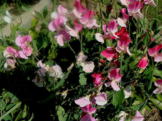 Lathyrus odoratus